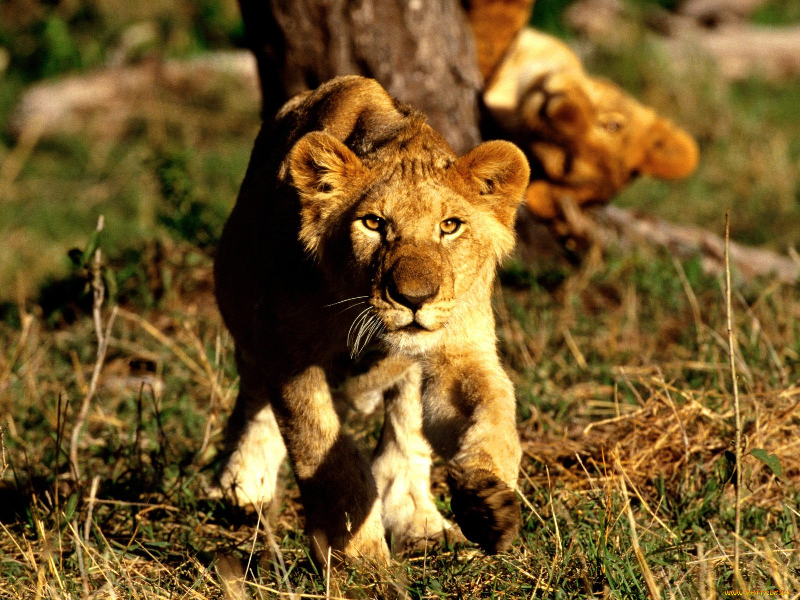 curiosity, african, lion, cubs, , 